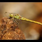 Sympetrum meridionale