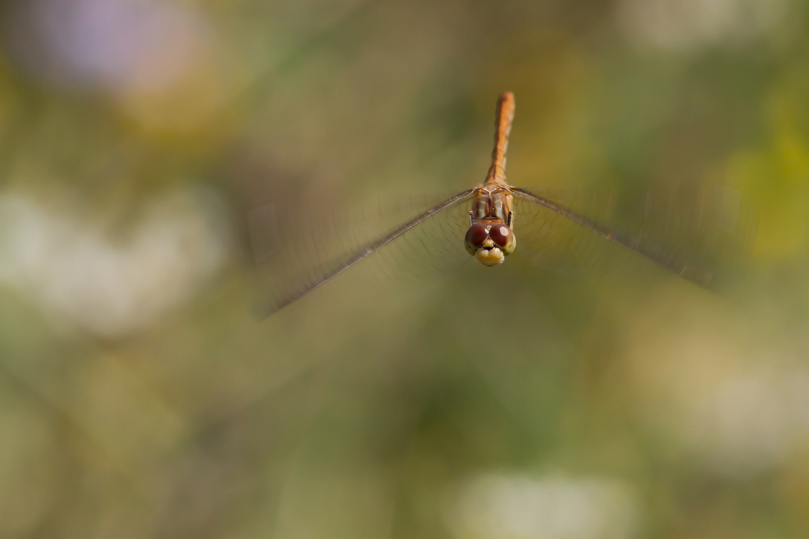 Sympetrum meridionale