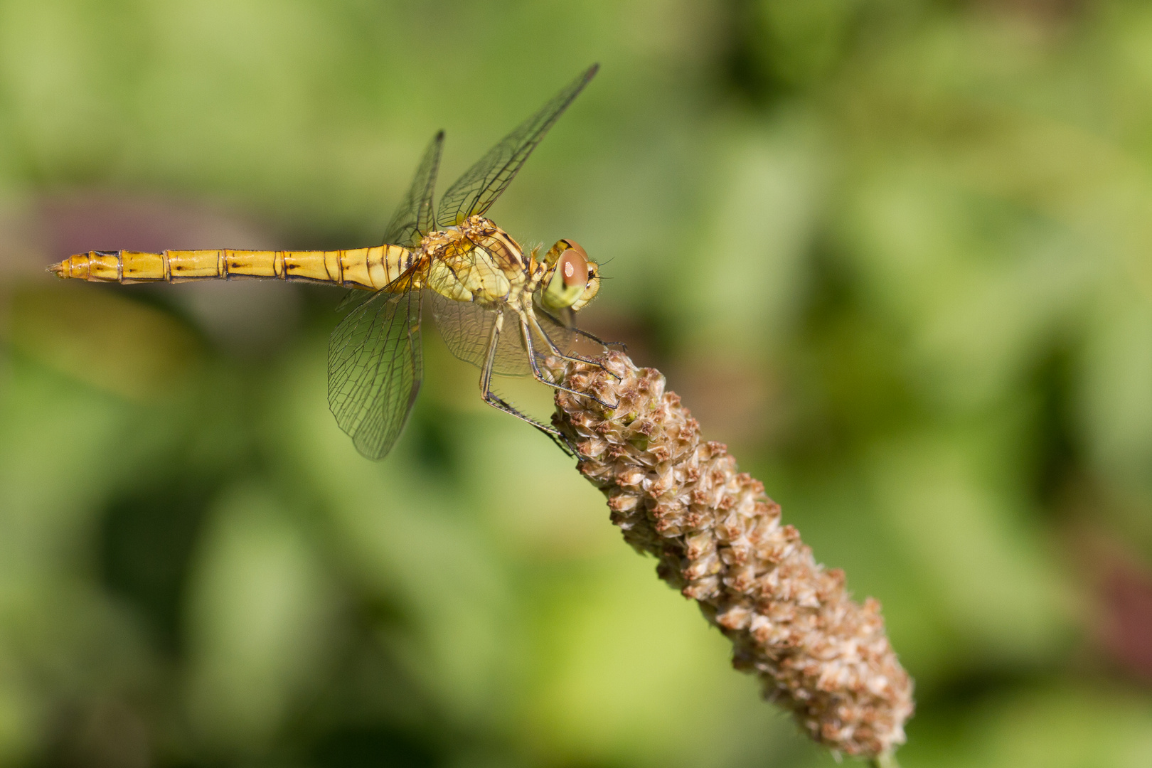 Sympetrum meridionale