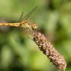 Sympetrum meridionale