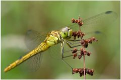 Sympetrum meridionale (femelle)