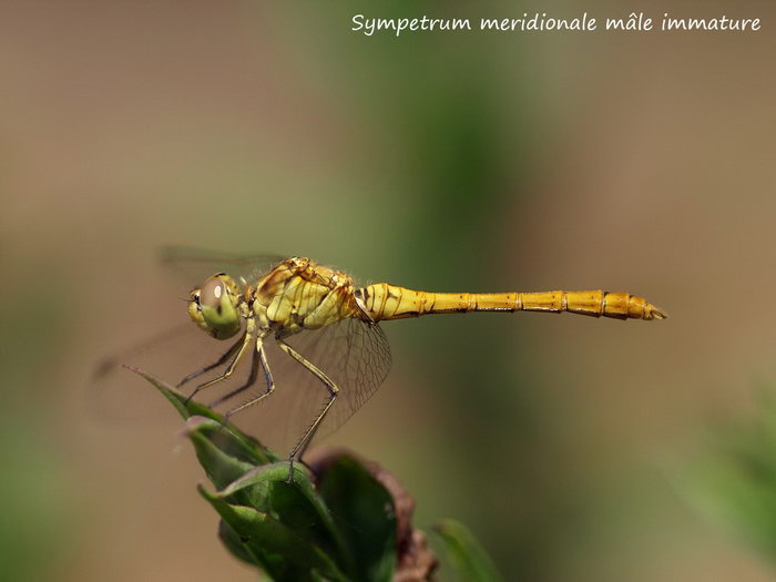 Sympetrum meridionale mâle immature