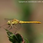 Sympetrum meridionale mâle immature