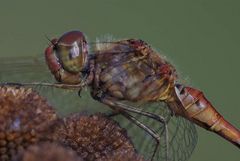 Sympetrum meridionale (Südliche Heidelibelle)