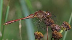 Sympetrum meridionale (Südliche Heidelibelle)