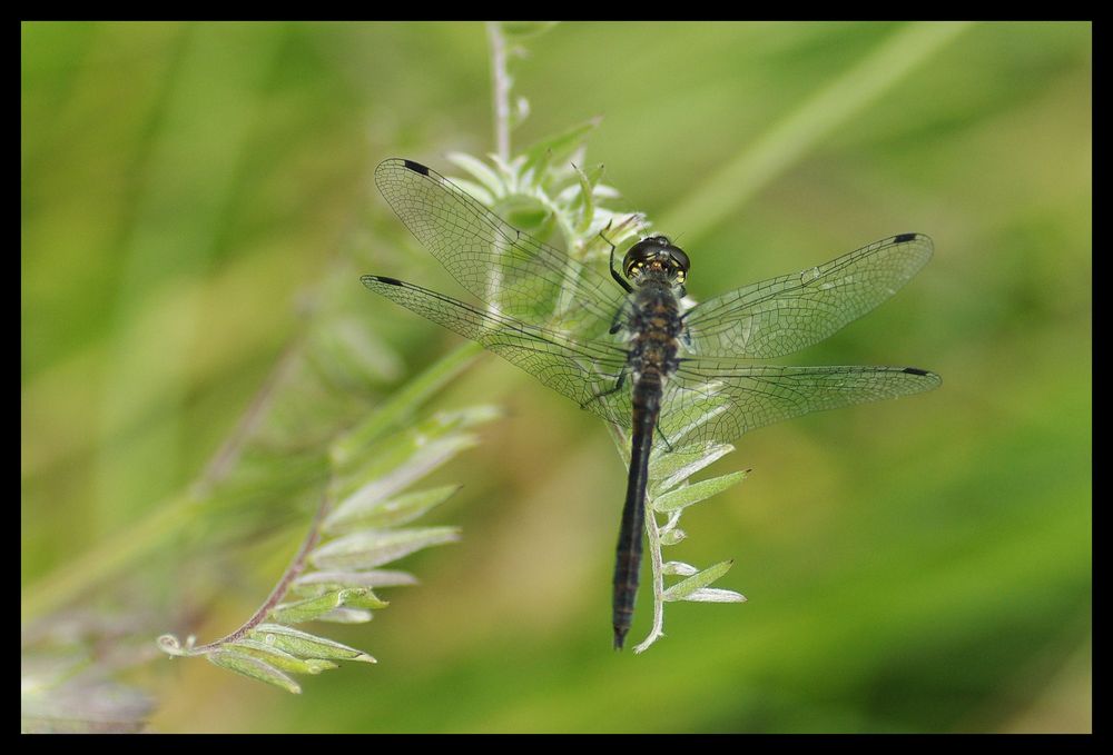 Sympetrum noir.