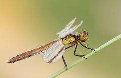 Sympetrum pedemontanum