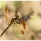 Sympetrum pedemontanum