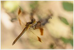 Sympetrum pedemontanum