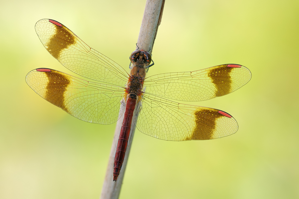 ~Sympetrum pedemontanum~