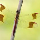 ~Sympetrum pedemontanum~