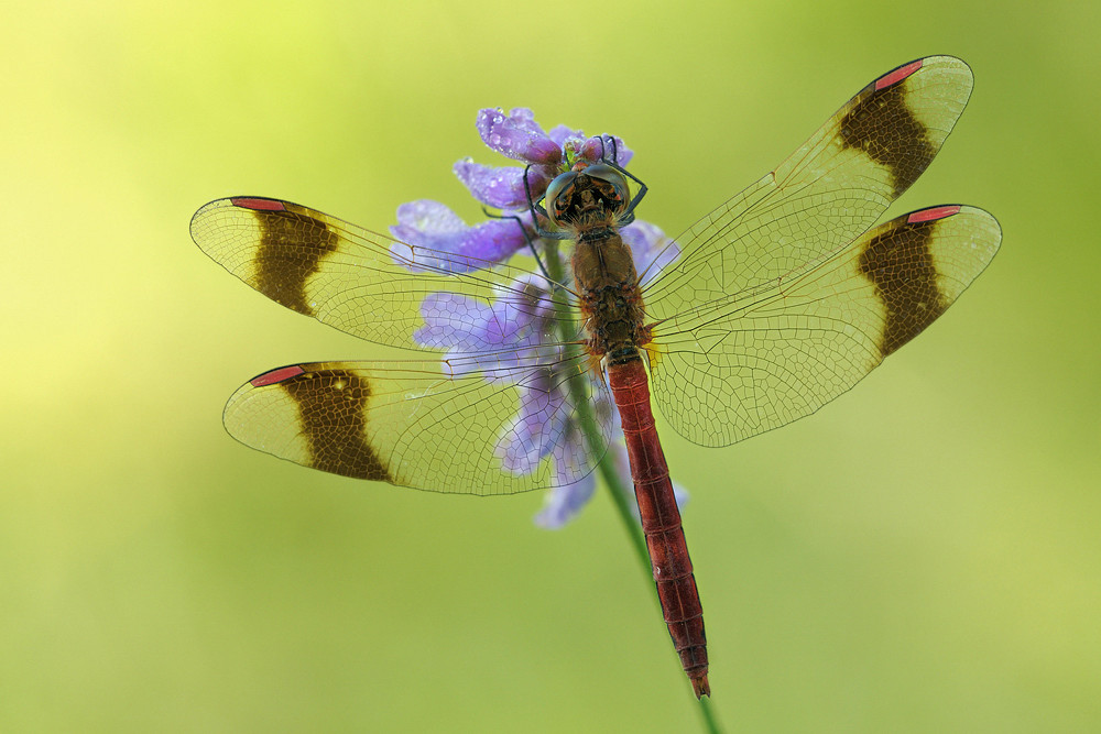 ~Sympetrum pedemontanum~