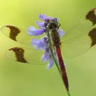 ~Sympetrum pedemontanum~