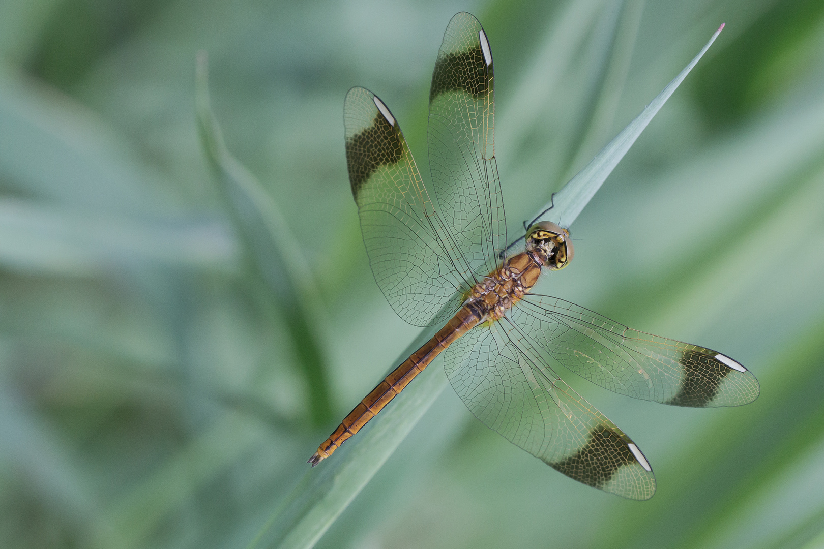 Sympetrum pedemontanum