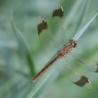 Sympetrum pedemontanum