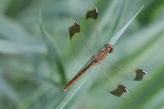 Sympetrum pedemontanum