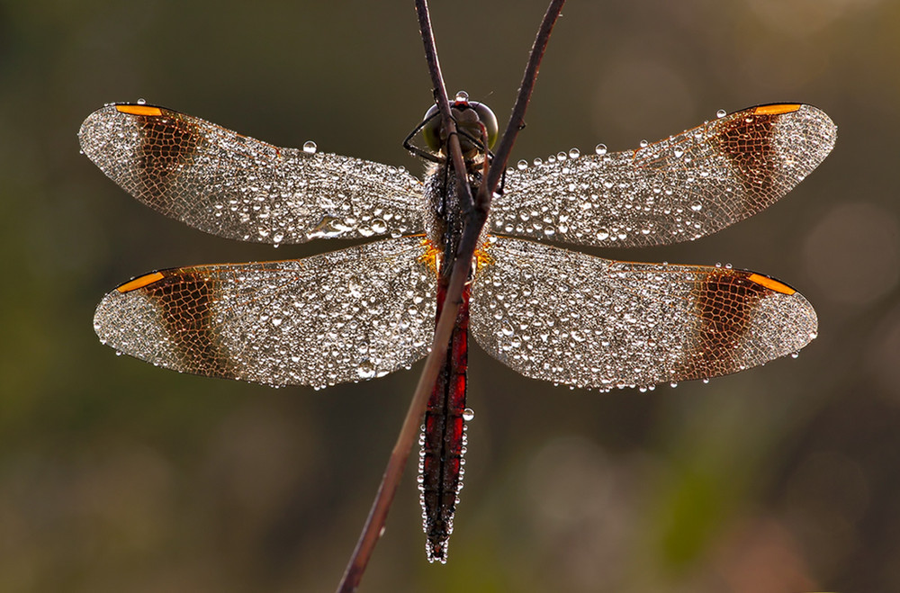 Sympetrum pedemontanum