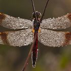 Sympetrum pedemontanum