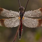 Sympetrum pedemontanum