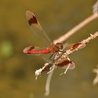 Sympetrum pedemontanum, Gebänderte Heidelibelle