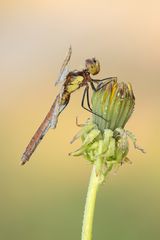 Sympetrum pedemontanum su taraxacum officinale