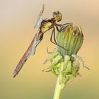 Sympetrum pedemontanum su taraxacum officinale