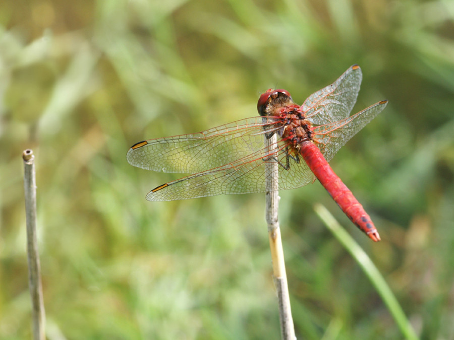 sympetrum rouge