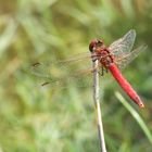 sympetrum rouge