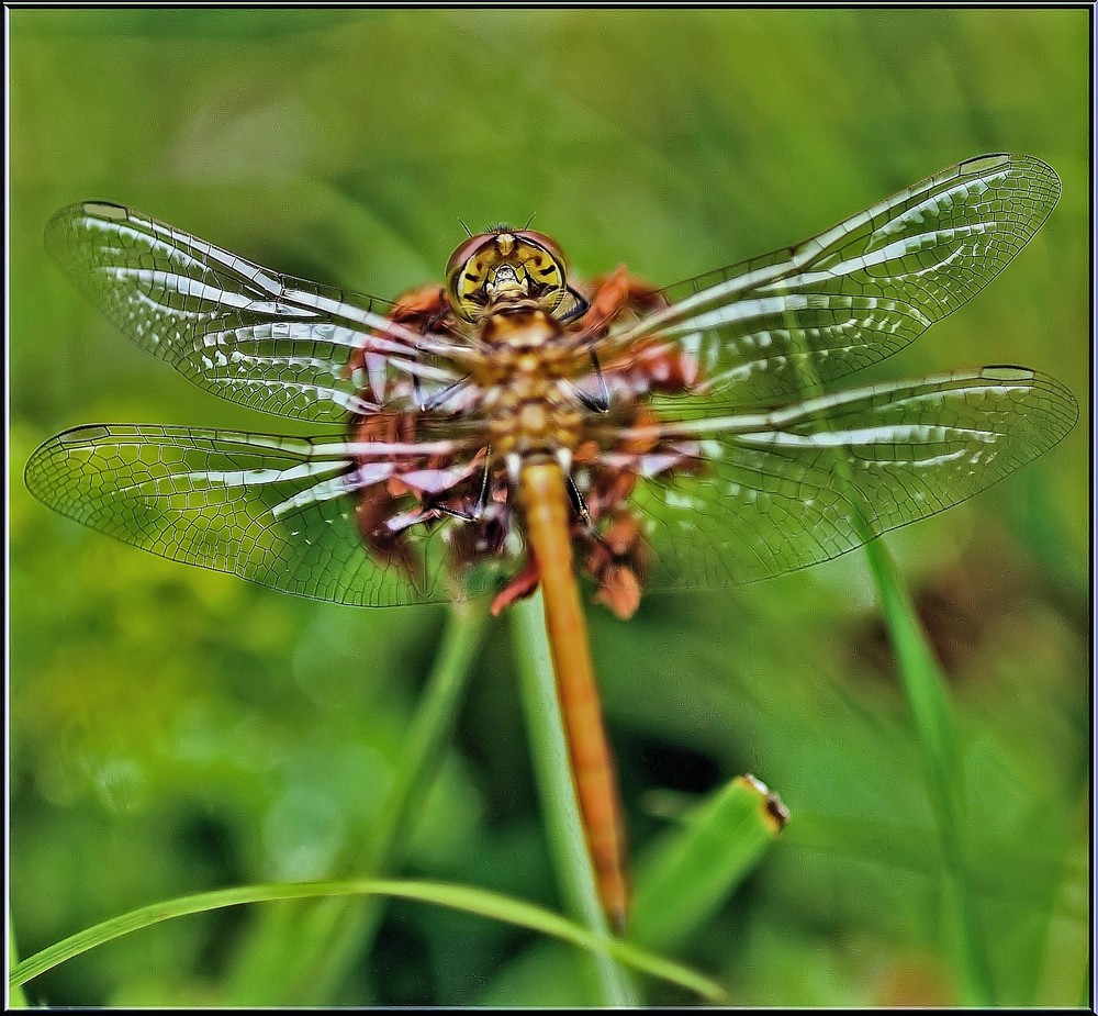 Sympetrum rouge-sang.