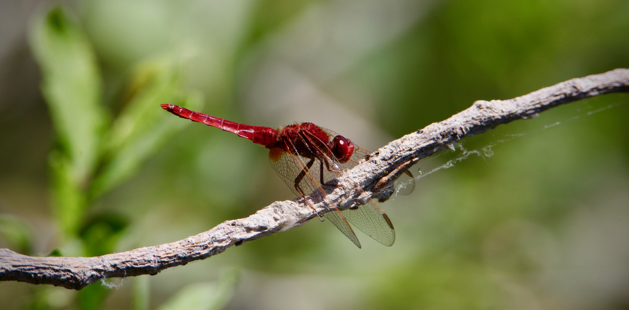 Sympetrum rouge sang