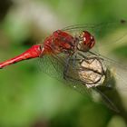 Sympetrum Sangineum