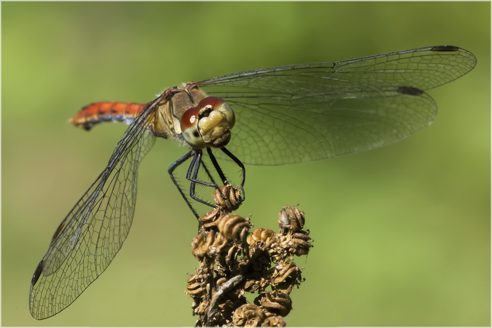 Sympetrum sanguin