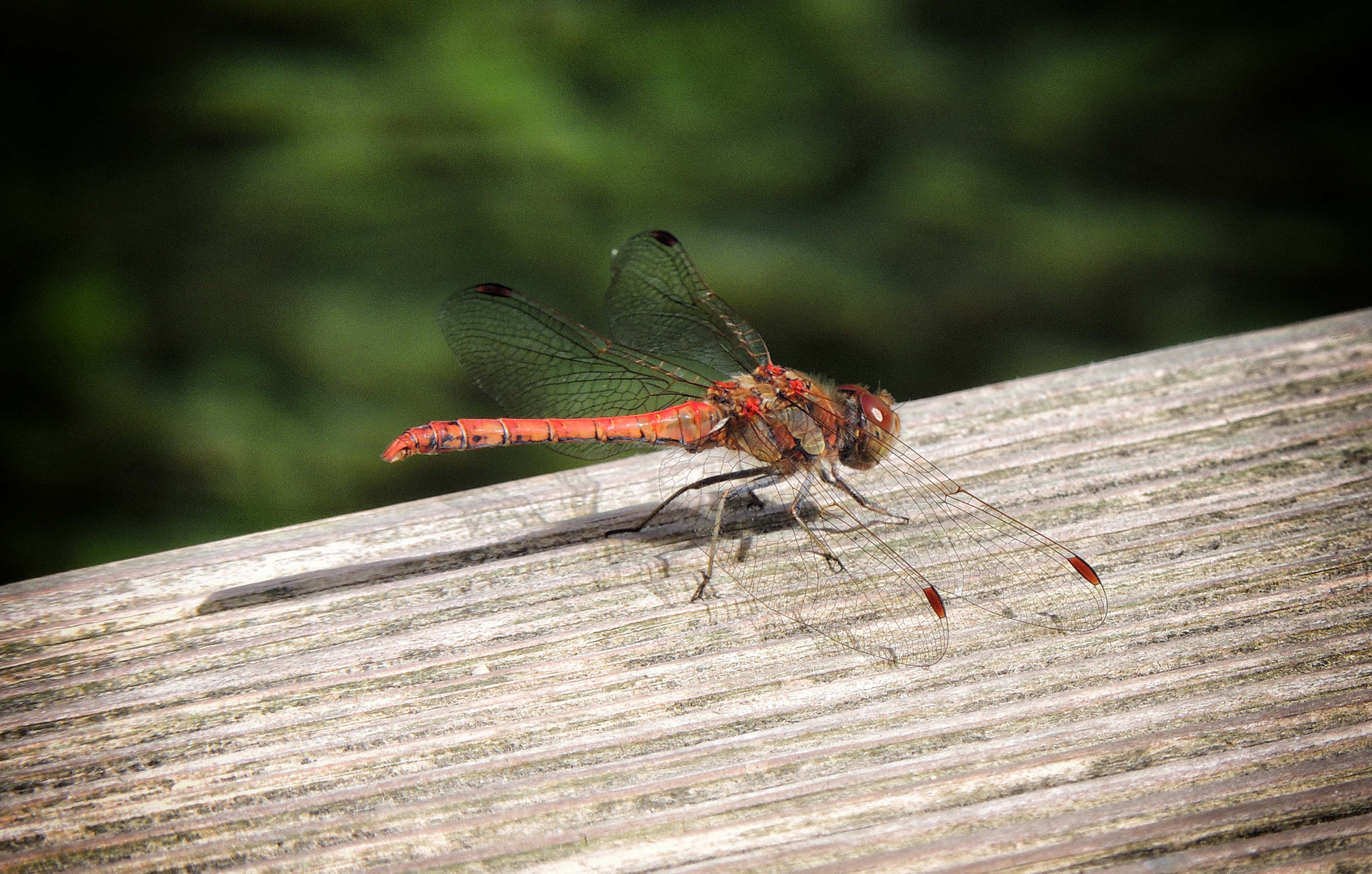 Sympetrum sanguin