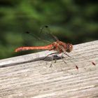 Sympetrum sanguin