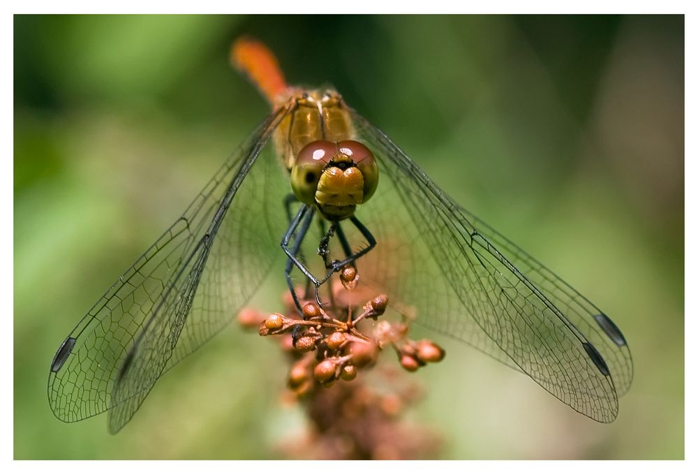 Sympetrum sanguin