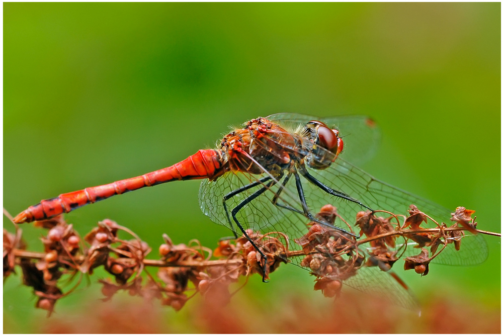 Sympetrum sanguin