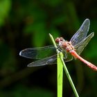 Sympetrum Sanguin mâle