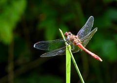 Sympetrum Sanguin mâle