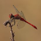 Sympetrum sanguineum 01