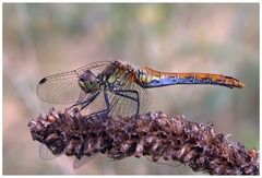 Sympetrum sanguineum