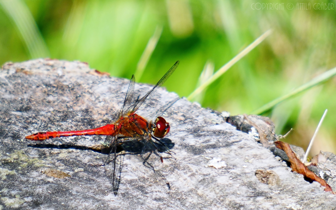 Sympetrum sanguineum