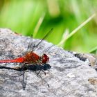 Sympetrum sanguineum