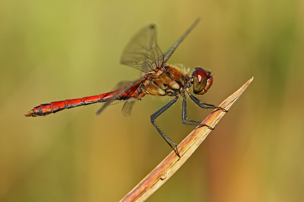 Sympetrum sanguineum