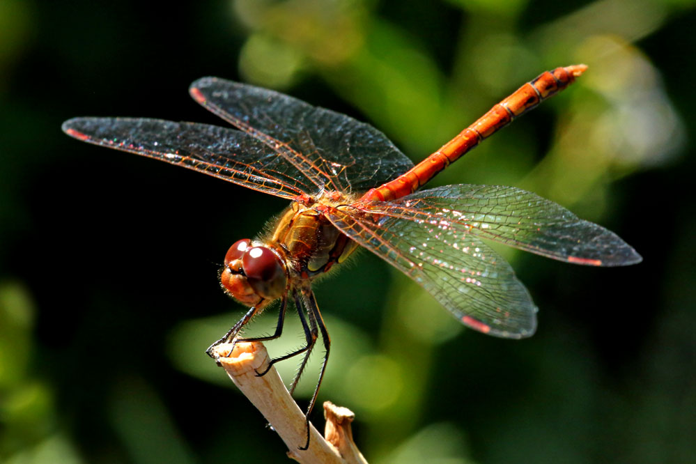 Sympetrum sanguineum