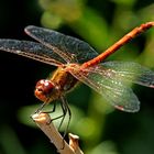 Sympetrum sanguineum