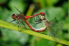 Sympetrum sanguineum