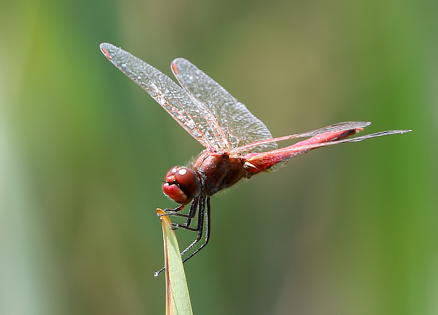 Sympetrum sanguineum ?