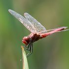 Sympetrum sanguineum ?