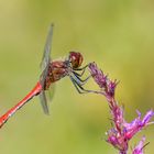 Sympetrum sanguineum !