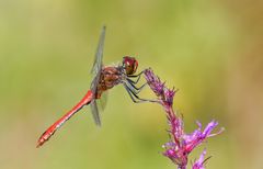 Sympetrum sanguineum !